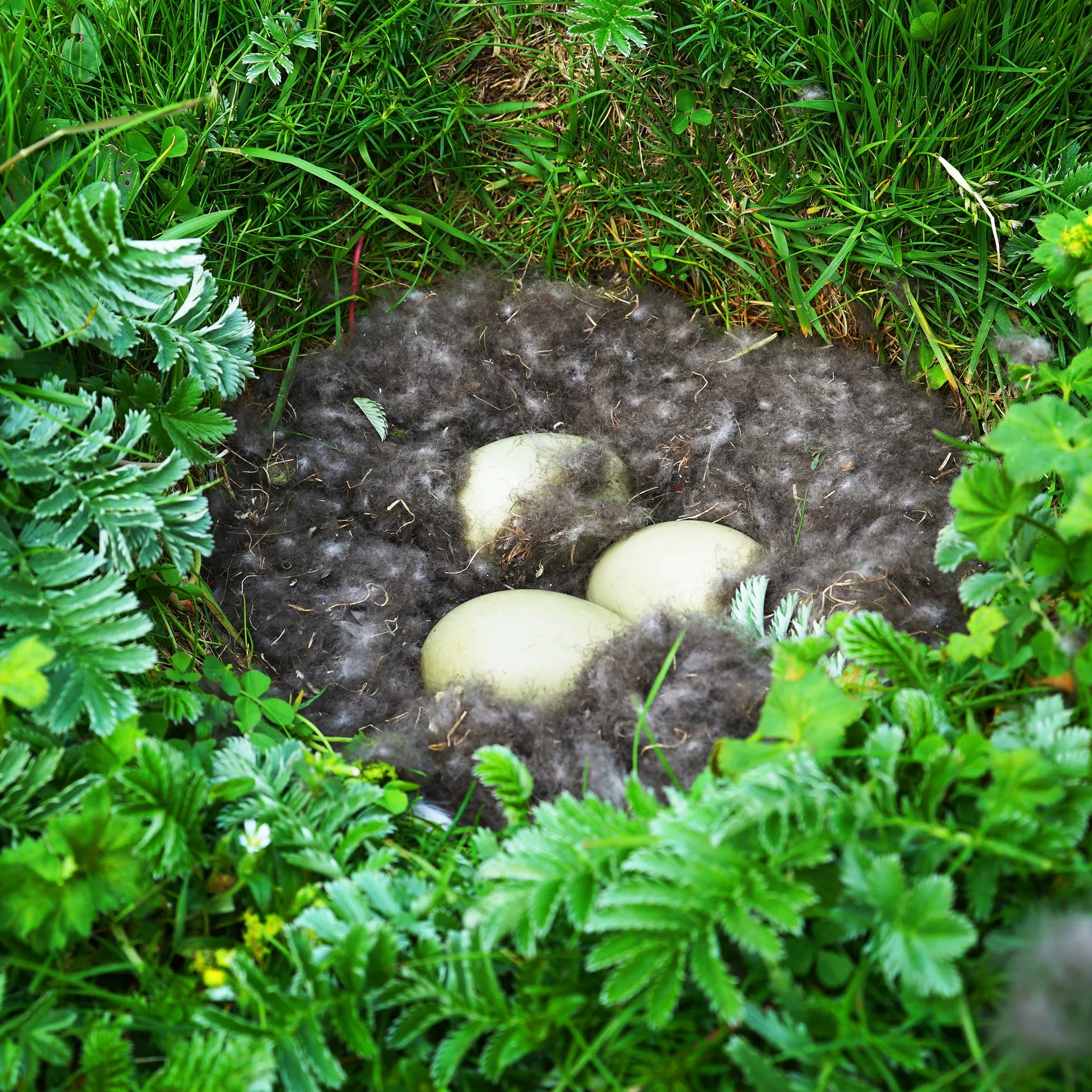 Eiderdown Winter Puffer - Troll Peninsula Brown edition - Pre-Order