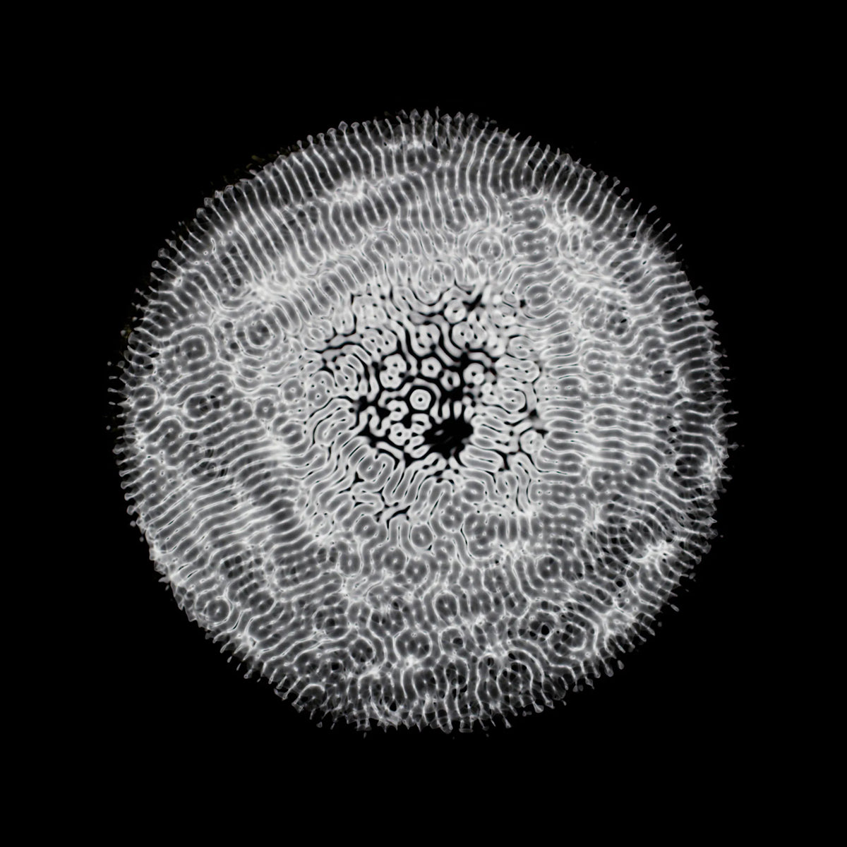 Cymatic Shirt. White edition