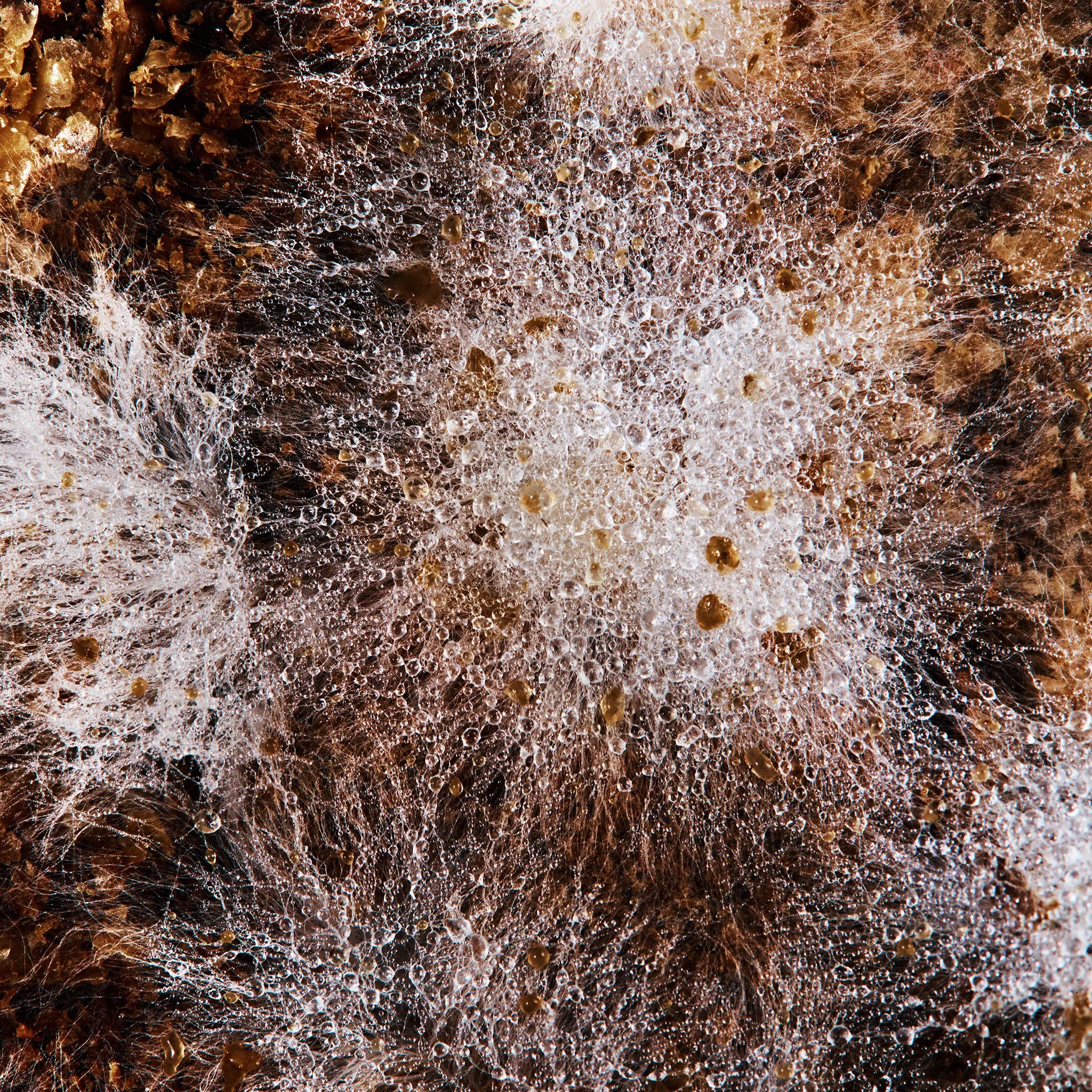 Mycelium Jacket