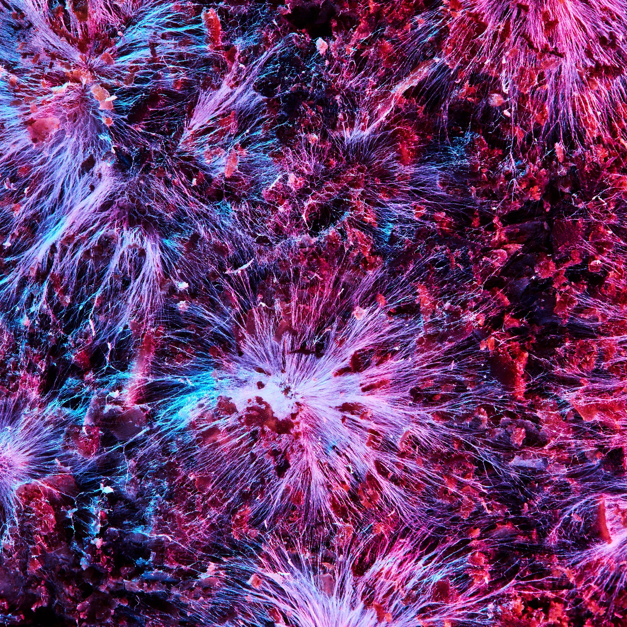 Mycelium Jacket